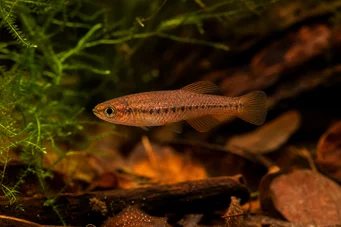 Neolebias ansorgii Charakter de Ansorge, Rouge du Cameroon