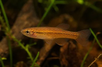 Neolebias kerguennae Kerguenn Neolebias