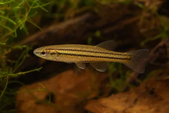 Neolebias trilineatus Afrikanischer Charakter mit drei Bands