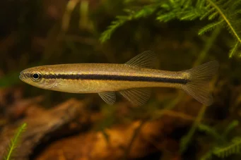 Neolebias unifasciatus Schwarze Neolebias, afrikanisches Charakter einer Band