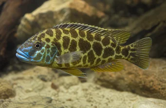 Nimbochromis venustus Venustus, Pfauenabdeckungen
