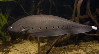 Notopterus afer Schlepper
