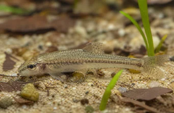 Odontocharacidium aphanes Odontocharzium -Blattläuse