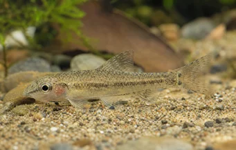 Odontocharacidium sp. aff. aphanes Grüner Zwerg -Tetrager