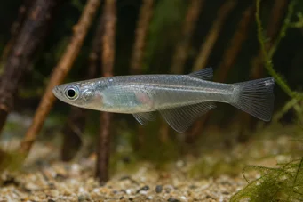 Oryzias melastigma Killi von Java