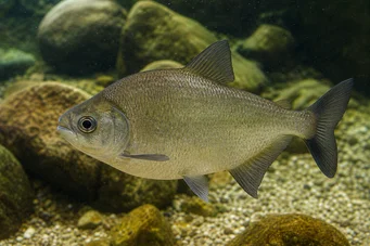 Ossubtus xinguense Pacou du Rio Xingu, Adlerschnabel Pacou