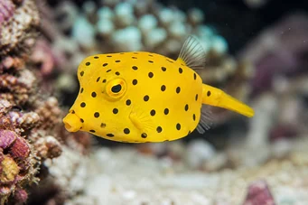 Ostracion cubicus Gelb