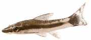Otocinclus affinis Zwerg otocinclus