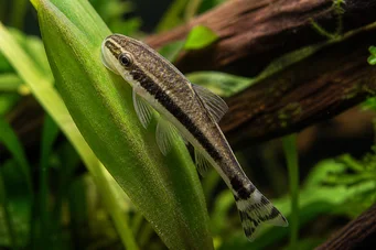 Otocinclus affinis Zwerg otocinclus
