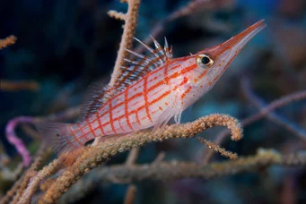 Oxycirrhites typus Schottler