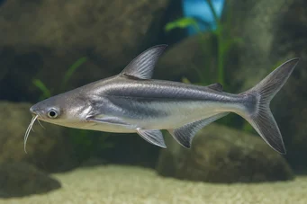 Pangasius sutchi Hai