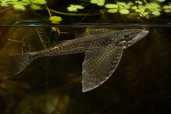Pantodon buchholzi (Falterfisch)