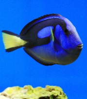 Paracanthurus hepatus Blauer Chirurg