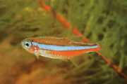 Paracheirodon simulans Blaues Neon