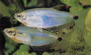 Paragoniates alburnus Blaues Glas Tetra, Tetra...