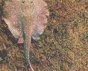 Paratrygon orbicularis Orbikuläre Linie