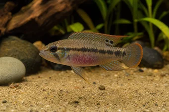 Pelvicachromis humilis