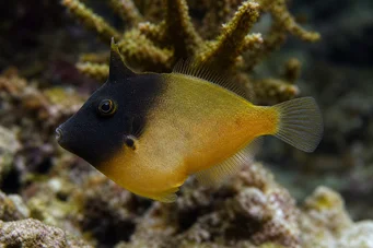 Pervagor melanocephalus (Rotschwanzfisch)