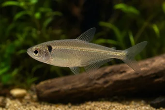 Phenacogaster pectinatus (Pektinatus, Goldene Band Tetra)