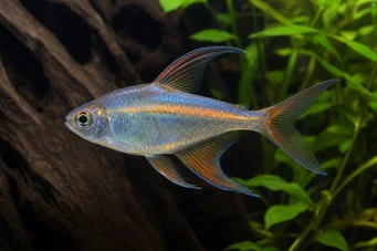 Phenacogrammus Congo II (Tetra du Kongo Zitrone)