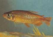 Phenacogrammus deheyni Tetra du Kongo de Deheyn