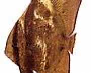 Platax orbicularis Orbikulärfledermausfisc...