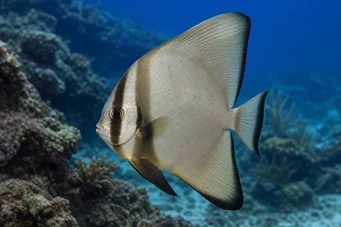 Platax orbicularis (Orbikulärfledermausfische)