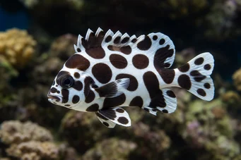 Plectorhinchus chaetodonoides (Arlequin -Diagrammfische)