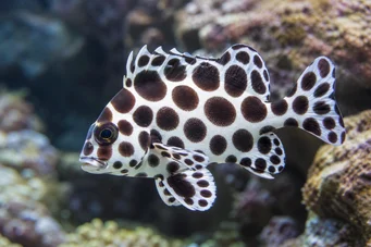 Plectorhynchus chaetodonoides (Gaterin Arlequin)