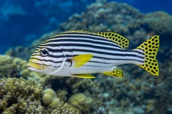 Plectorhynchus orientalis