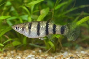 Poecilia nigrofasciata (Schwarzer Ray Poecilia)