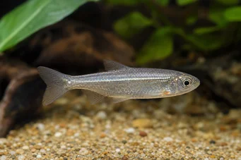 Poissonsus picus (Schweinszeitenfische)