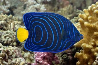Pomacanthus annularis (Ringfisch)