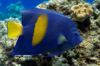 Pomacanthus maculosus (Engelsfisch im Croissant)