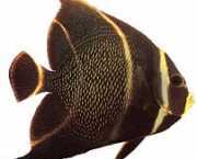 Pomacanthus paru Französischer Engel