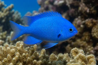 Pomacentrus caeruleus (Blaugrüne Dame)