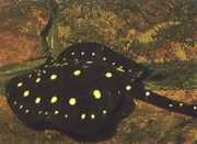 Potamotrygon henlei Schusslinie
