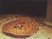 Potamotrygon hystrix Marmora -Süßwasserlini...