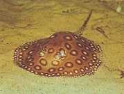 Potamotrygon motoro Océlée Süßwasserspal...