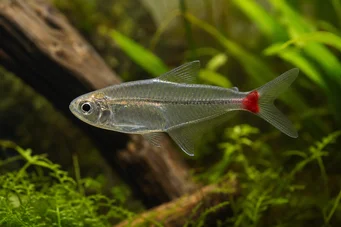Prionobrama filigera (Rot -tailed Glascharakter)