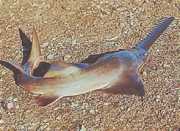 Pristis microdon Nord -Scie -Fisch