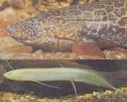 Protopterus aethiopicus ... Äthiopienprotopter