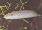 Protopterus annectens an... Afrikanische Dipneuste