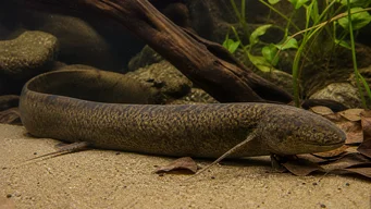 Protopterus annectens annectens