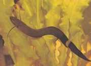 Protopterus dolloi Protopterus schorlo