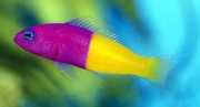 Pseudochromis paccagnell... Vanille-Fraktion Fisch
