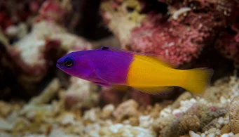 Pseudochromis paccagnellae (Vanille-Fraktion Fisch)