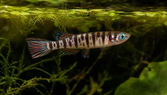 Pseudoepiplatys annulatus (Killi Clown)
