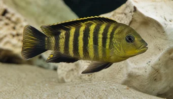 Pseudotropheus crabo (Pseudotropheus -Chamäleon)