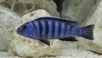 Pseudotropheus elongatus Länglicher Cichlid